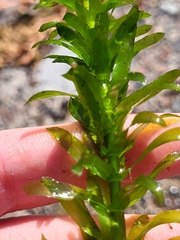 Egeria densa