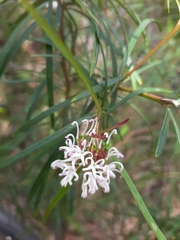 Grevillea linearifolia