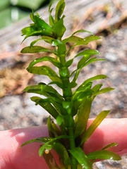 Egeria densa