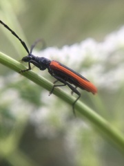 Stenoderus suturalis