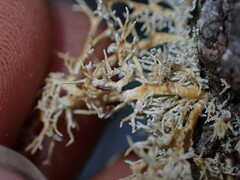 Sphaerophorus venerabilis