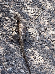 Sceloporus uniformis