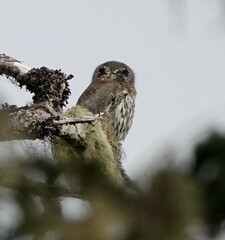 Glaucidium gnoma