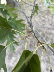 Quercus shumardii