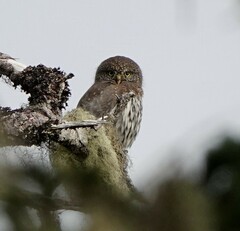 Glaucidium gnoma