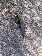 Sceloporus uniformis