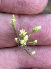 Eriogonum brevicaule