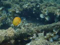 Acanthurus pyroferus
