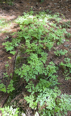 Chaerophyllum procumbens