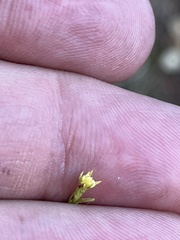 Eriogonum brevicaule