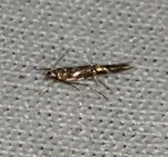 Cosmopterix pulchrimella