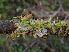 Lobaria hallii