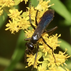 Anoplius