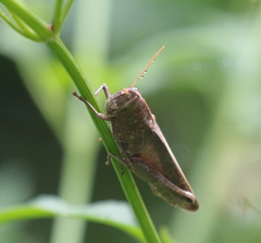 Schistocerca damnifica