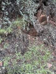 Eriogonum brevicaule