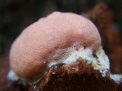 Tubifera