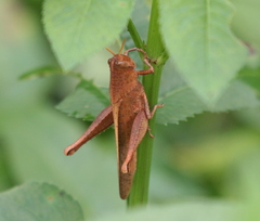 Schistocerca damnifica