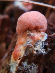 Tubifera