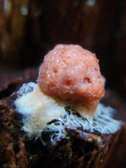 Tubifera