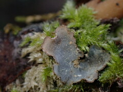 Lobaria hallii