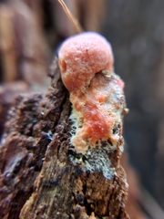 Tubifera