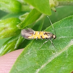 Neoheliodines