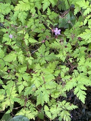 Geranium robertianum