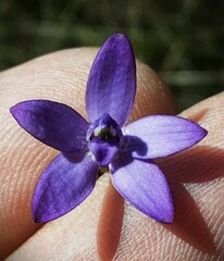 Glossodia minor
