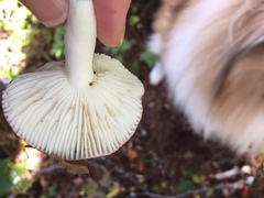 Russula fragilis