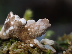 Lobaria hallii