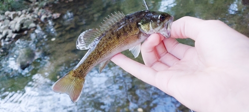 Redeye bass (Micropterus coosae) — Centrarchidae — 5