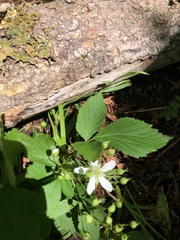 Rubus canadensis