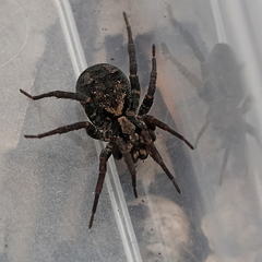 Venatrix australiensis