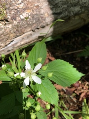Rubus canadensis