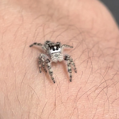 Phidippus otiosus