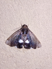 Catephia