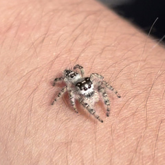 Phidippus otiosus