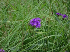 Verbena rigida