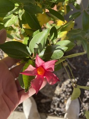 Mandevilla sanderi