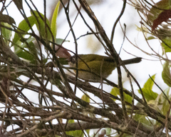 Chlorospingus flavopectus