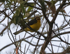 Myioborus melanocephalus