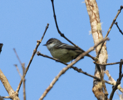 Phylloscartes ventralis