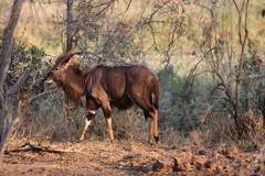 Tragelaphus angasii