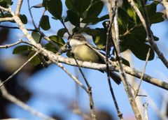 Phylloscartes ventralis