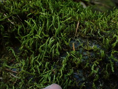 Racomitrium varium