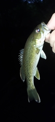 Micropterus coosae