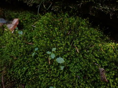 Dichodontium pellucidum