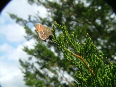 Callophrys gryneus
