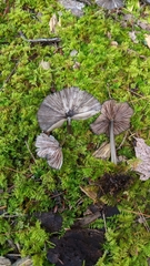 Entoloma serrulatum