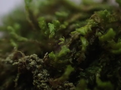 Marsupella emarginata